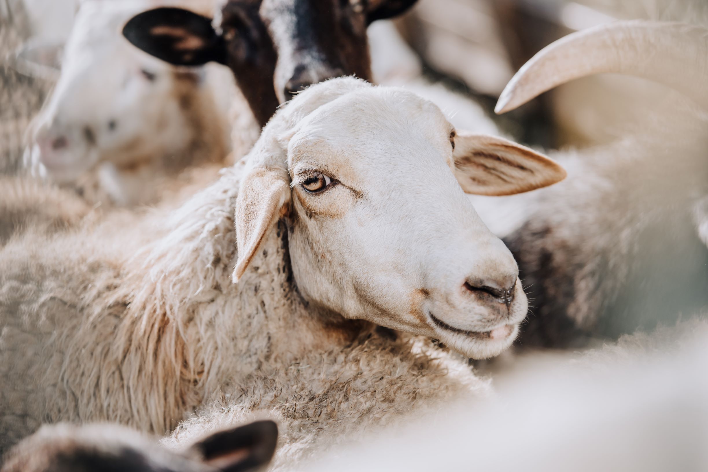 selective-focus-of-sheep-grazing-with-herd-in-corr-EWYXJ2S-1